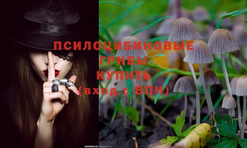 Галлюциногенные грибы Magic Shrooms  Губкинский 